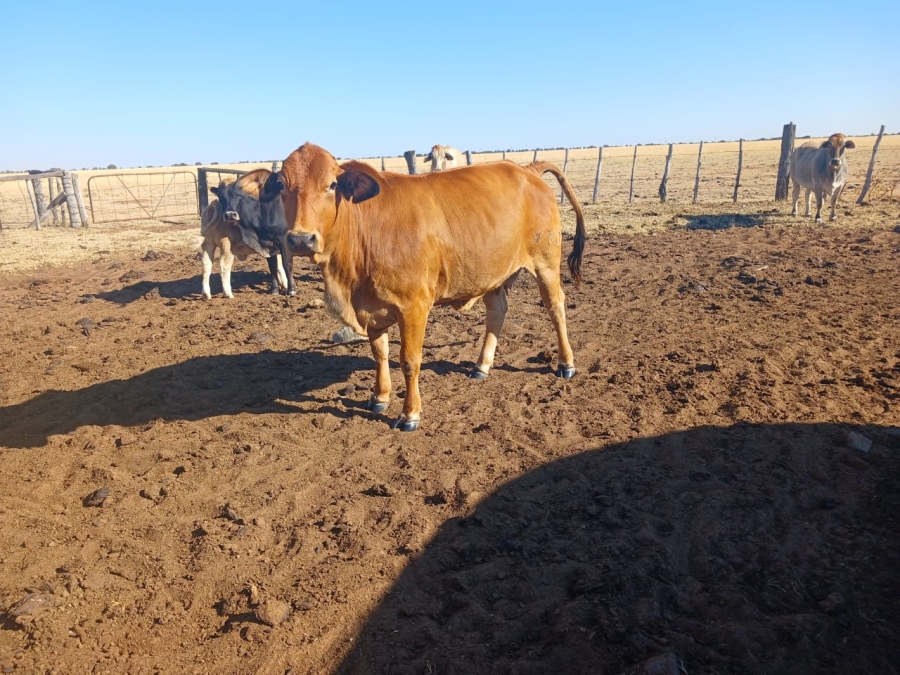  Bedroom Property for Sale in Vryburg Rural North West
